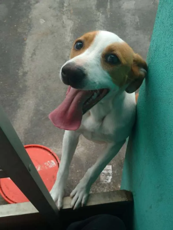 Cachorro ra a Vira-lata idade 1 ano nome Aurora
