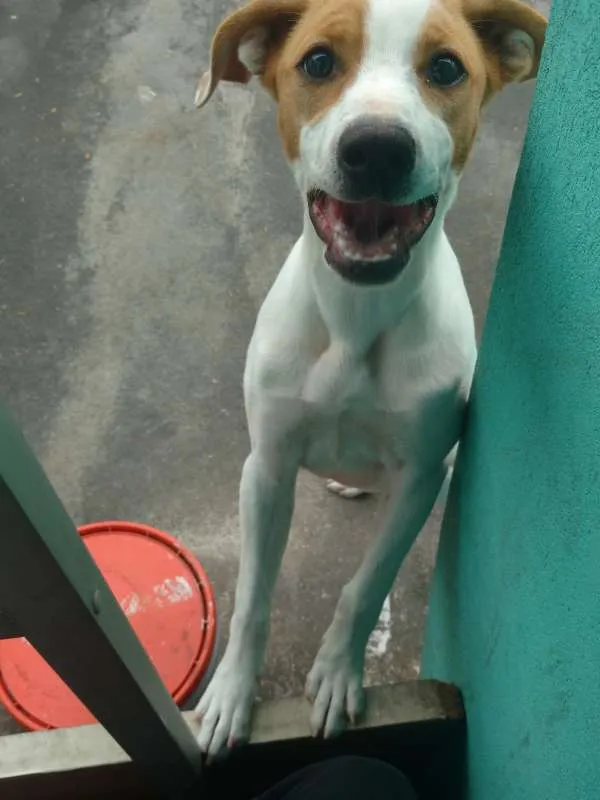 Cachorro ra a Vira-lata idade 1 ano nome Aurora