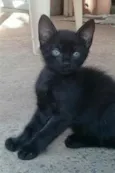 Shadow