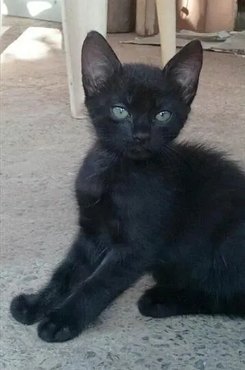 Gato raça Vira lata idade 2 a 6 meses nome Shadow