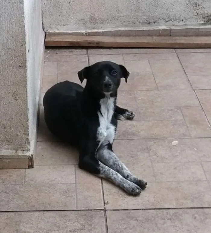 Cachorro ra a Não sei idade 2 a 6 meses nome Bebe