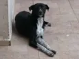 Bebe