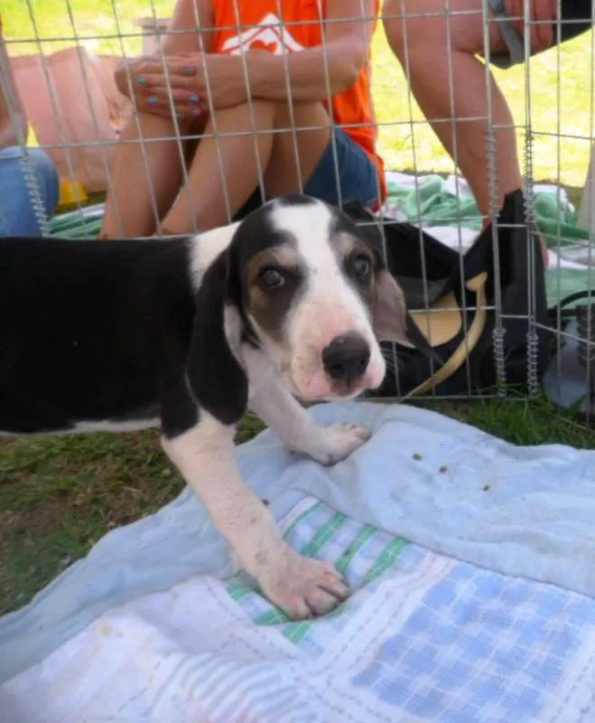 Cachorro ra a SRD idade 2 a 6 meses nome Yondu