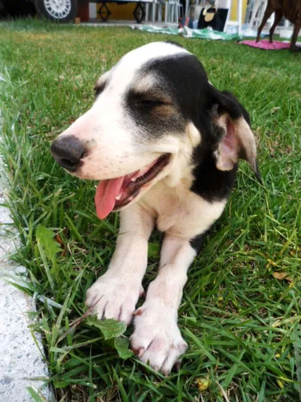 Cachorro ra a SRD idade 2 a 6 meses nome Yondu