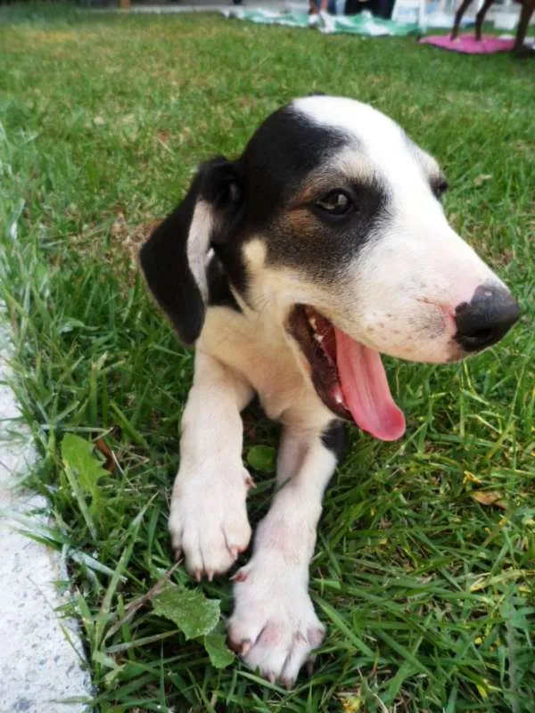 Cachorro ra a SRD idade 2 a 6 meses nome Yondu