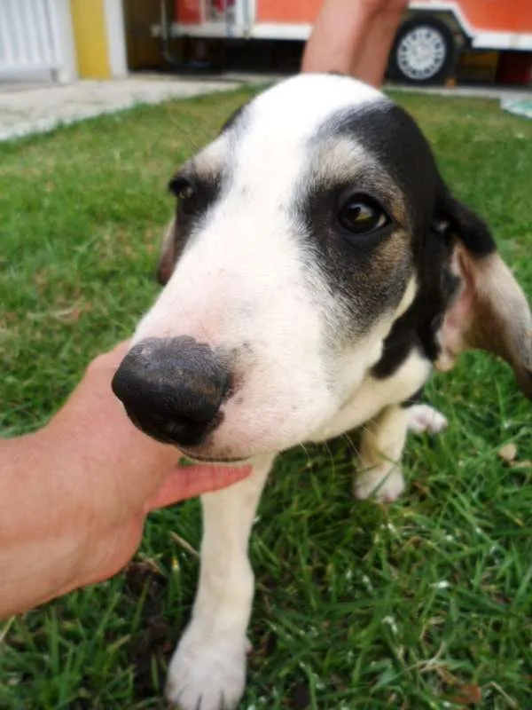 Cachorro ra a SRD idade 2 a 6 meses nome Yondu