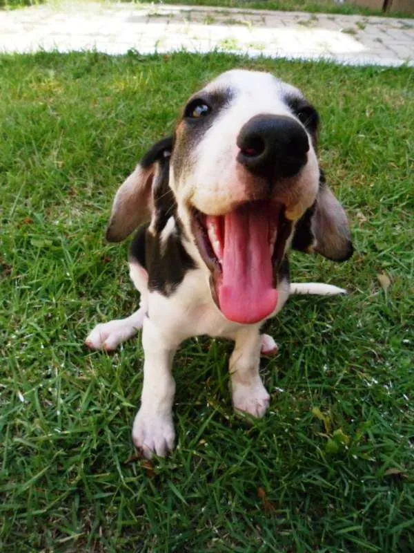 Cachorro ra a SRD idade 2 a 6 meses nome Yondu