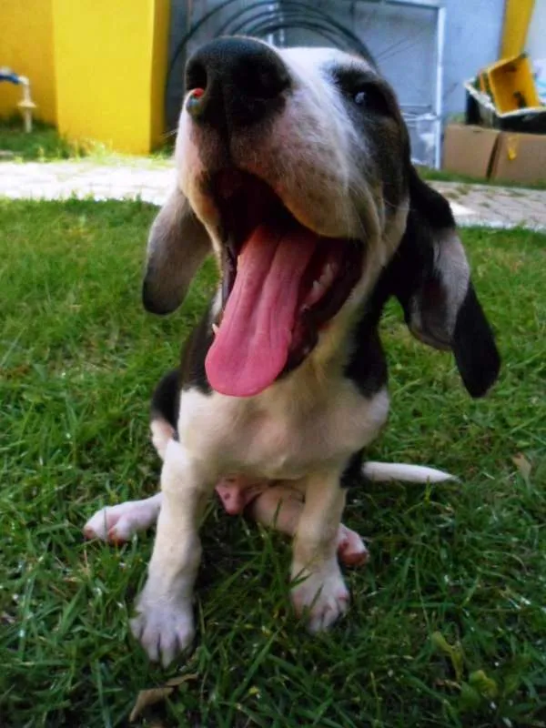 Cachorro ra a SRD idade 2 a 6 meses nome Yondu