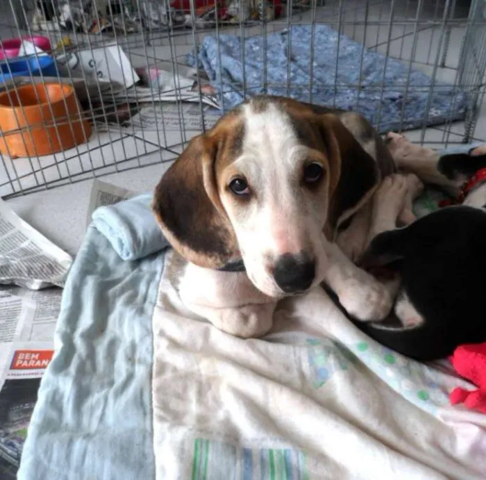 Cachorro ra a SRD idade 2 a 6 meses nome Groot