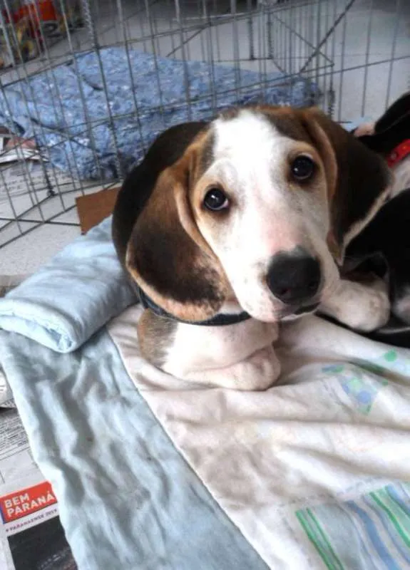 Cachorro ra a SRD idade 2 a 6 meses nome Groot