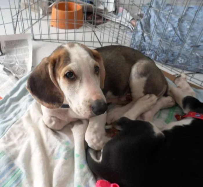 Cachorro ra a SRD idade 2 a 6 meses nome Groot