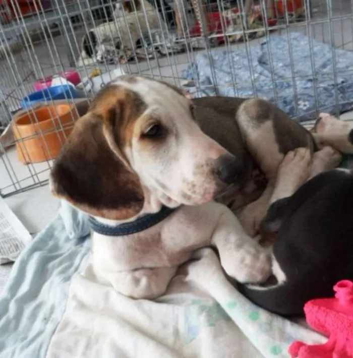 Cachorro ra a SRD idade 2 a 6 meses nome Groot