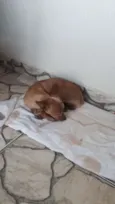 Palito