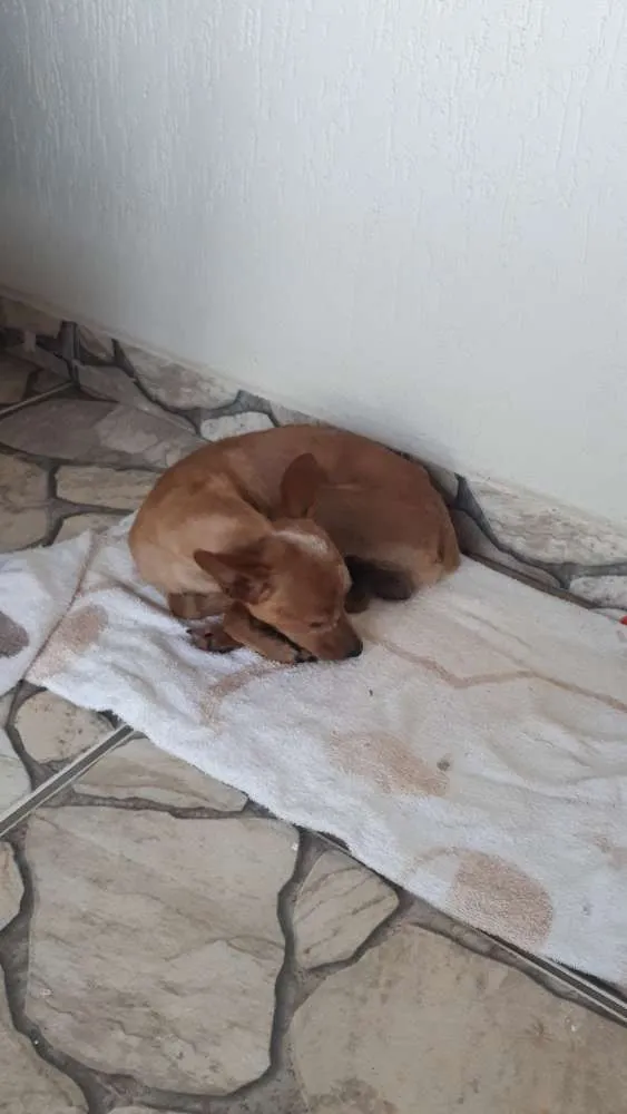 Cachorro ra a Pincher com Lhasa idade 1 ano nome Palito
