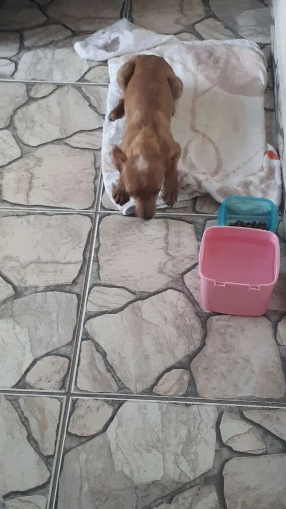 Cachorro ra a Pincher com Lhasa idade 1 ano nome Palito