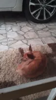 Palito