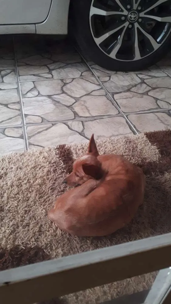 Cachorro ra a Pincher com Lhasa idade 1 ano nome Palito
