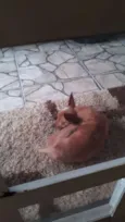 Palito
