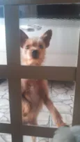 Palito