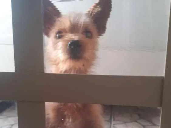 Cachorro ra a Pincher com Lhasa idade 1 ano nome Palito