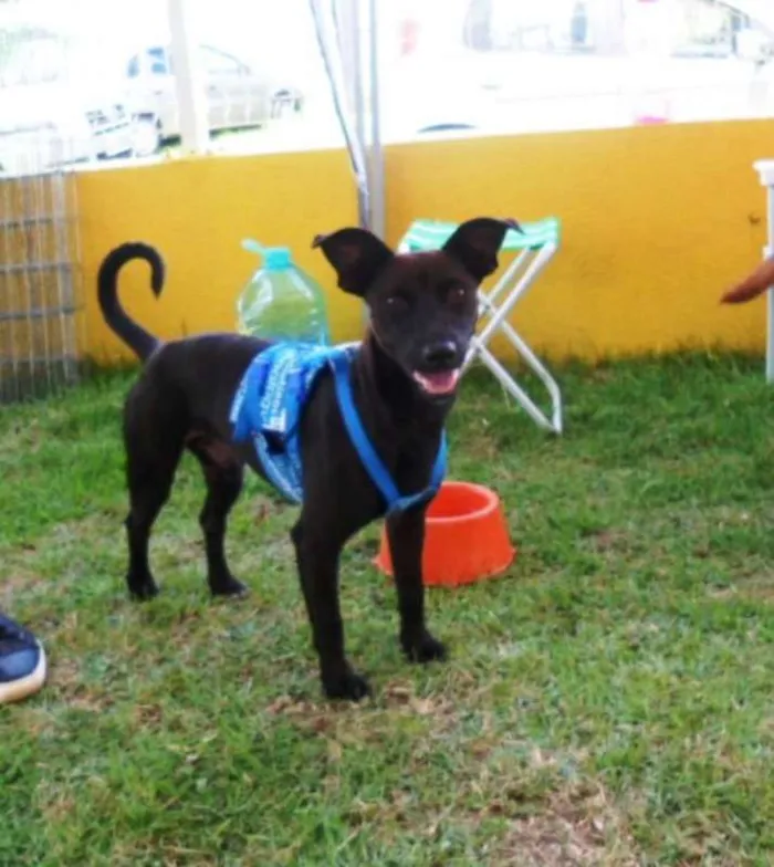Cachorro ra a SRD idade 1 ano nome Neguim