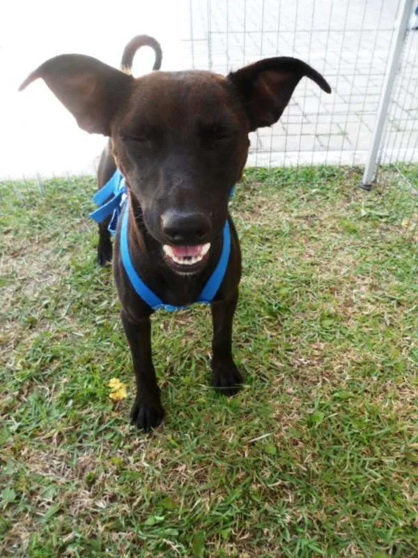 Cachorro ra a SRD idade 1 ano nome Neguim