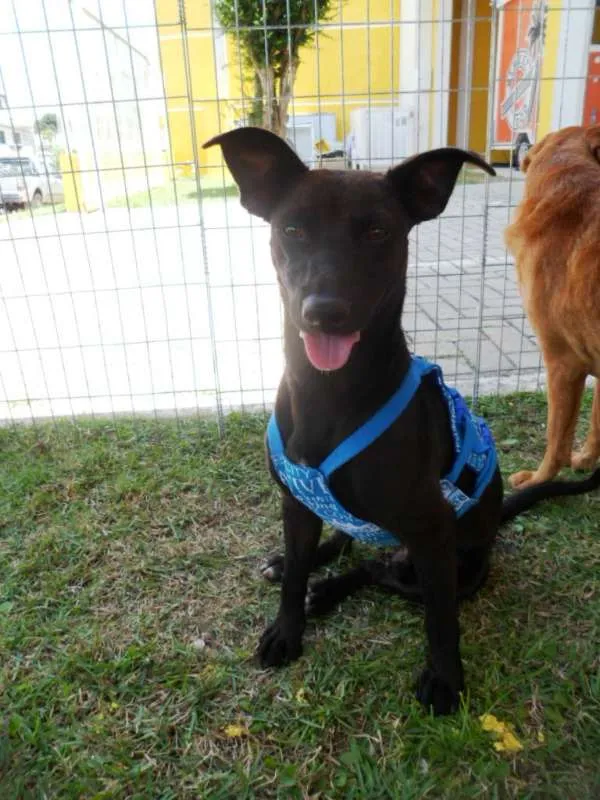Cachorro ra a SRD idade 1 ano nome Neguim