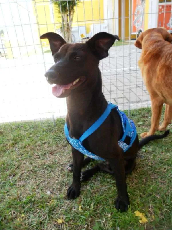 Cachorro ra a SRD idade 1 ano nome Neguim