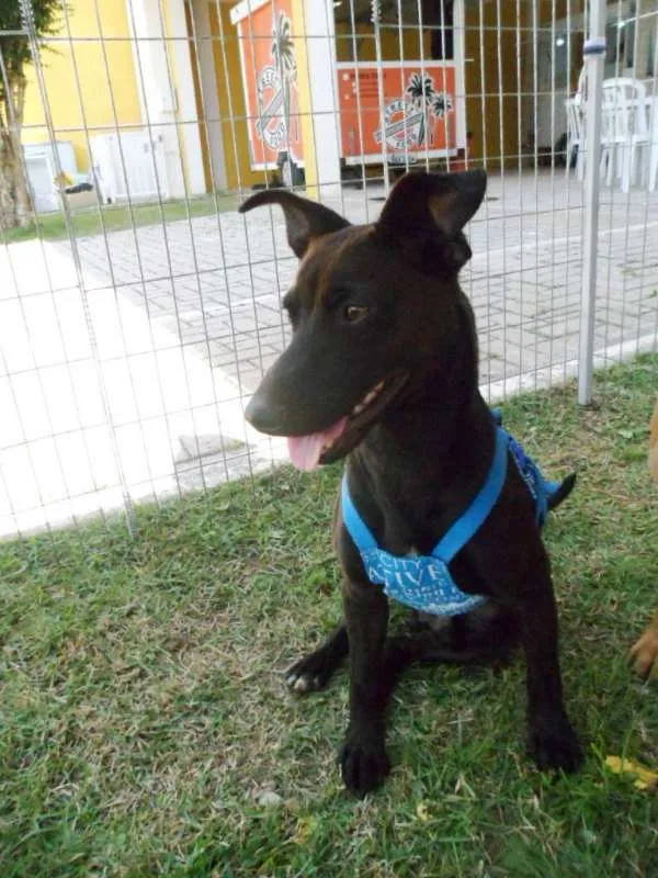 Cachorro ra a SRD idade 1 ano nome Neguim