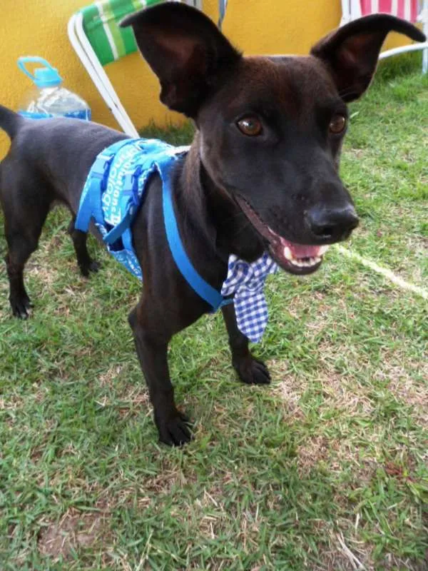 Cachorro ra a SRD idade 1 ano nome Neguim