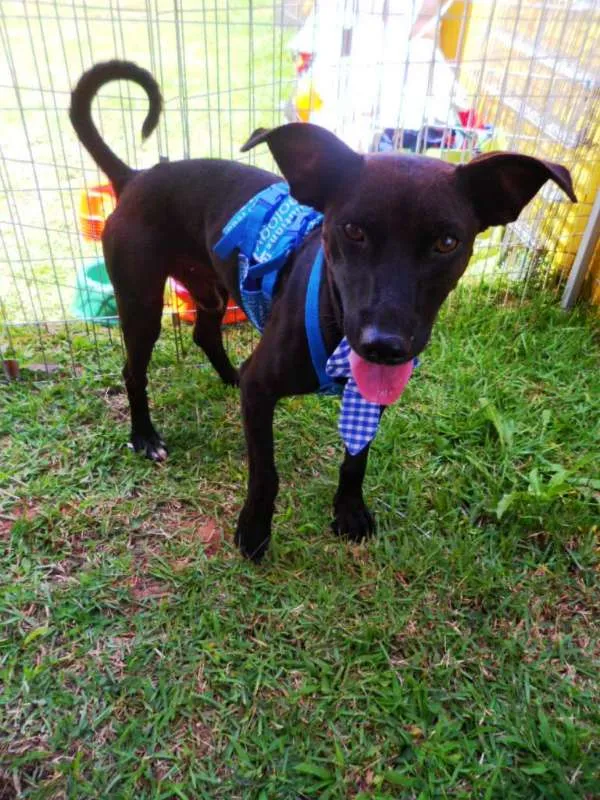 Cachorro ra a SRD idade 1 ano nome Neguim