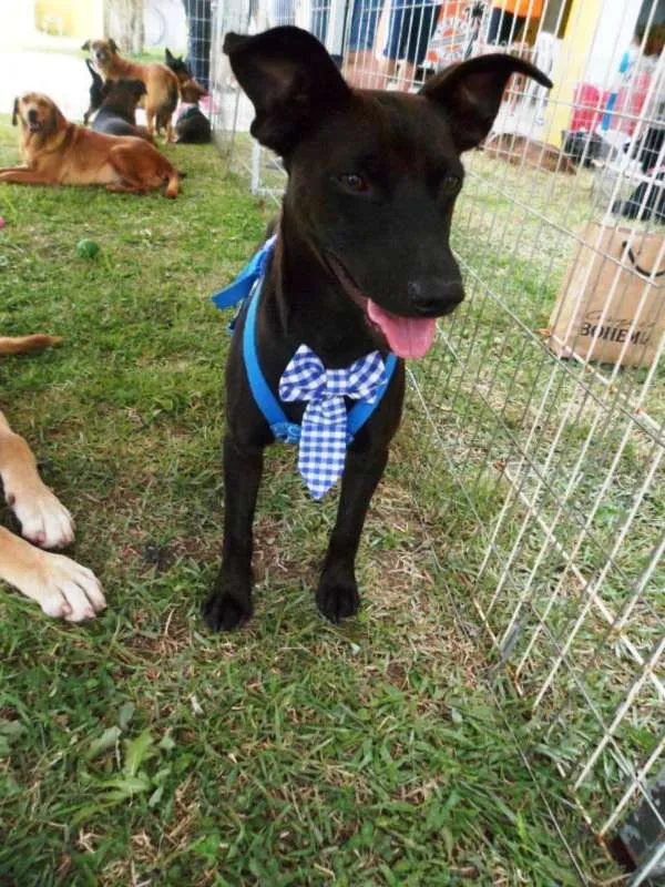 Cachorro ra a SRD idade 1 ano nome Neguim