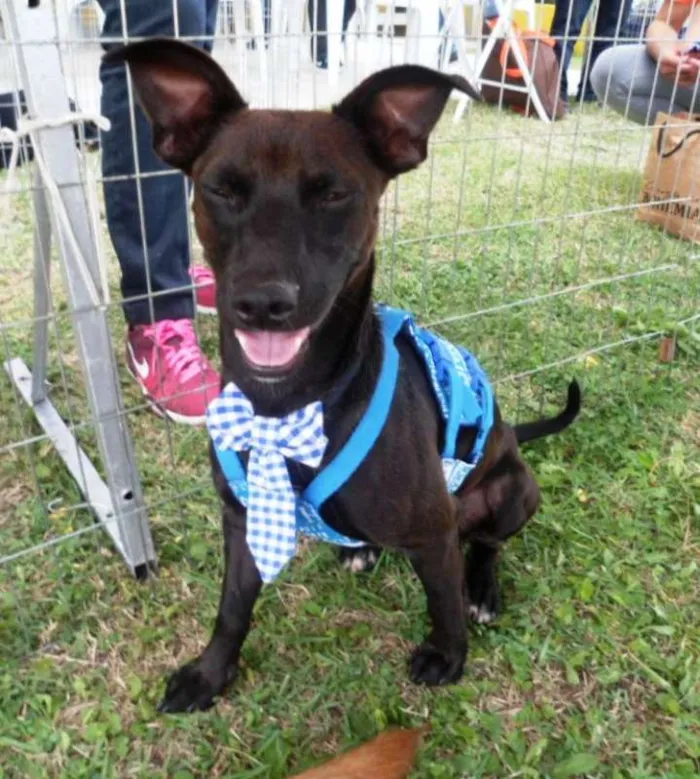 Cachorro ra a SRD idade 1 ano nome Neguim