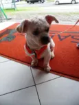 Floquinho