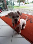 Floquinho