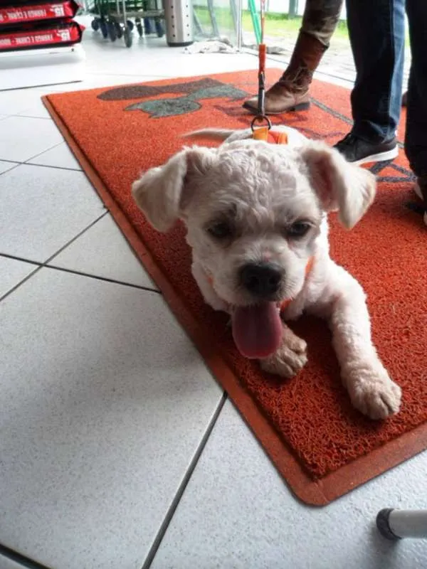 Cachorro ra a SRD idade 2 anos nome Floquinho