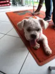 Floquinho