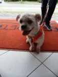 Floquinho