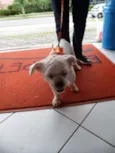 Floquinho