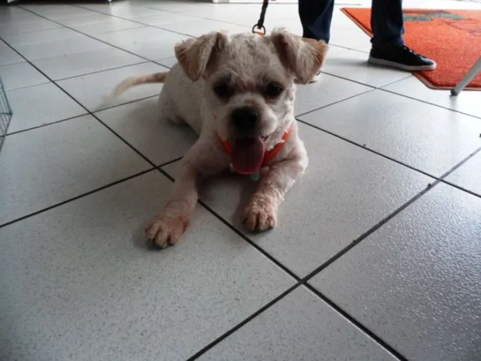 Cachorro ra a SRD idade 2 anos nome Floquinho