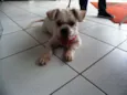 Floquinho