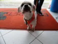 Floquinho