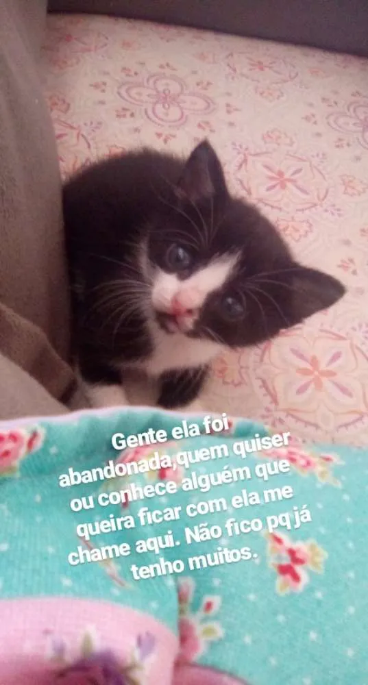 Gato raça  idade 2 a 6 meses nome Não tem