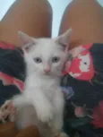 Nao tem 