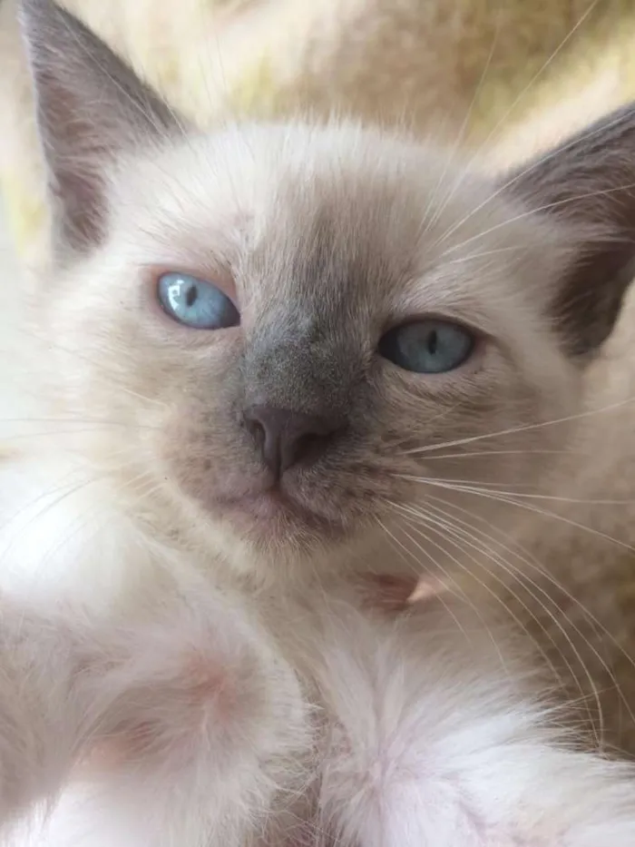 Gato ra a Siamês e outros idade 2 a 6 meses nome Nao tem 