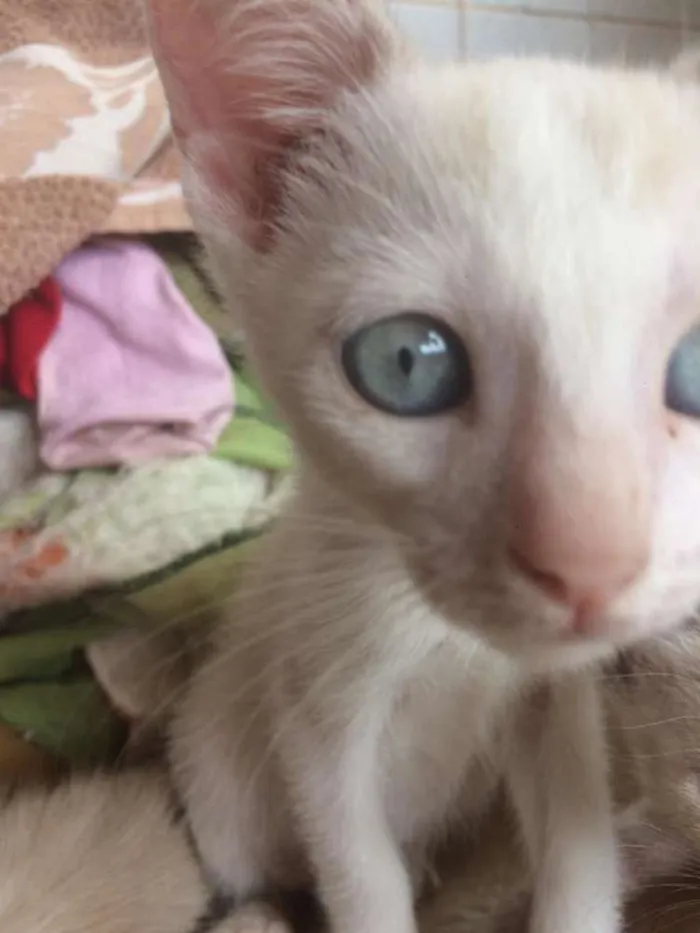 Gato ra a Siamês e outros idade 2 a 6 meses nome Nao tem 