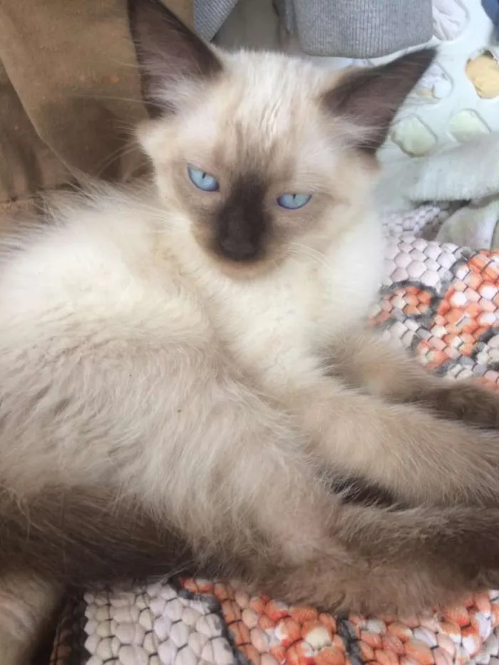 Gato ra a Siamês e outros idade 2 a 6 meses nome Nao tem 