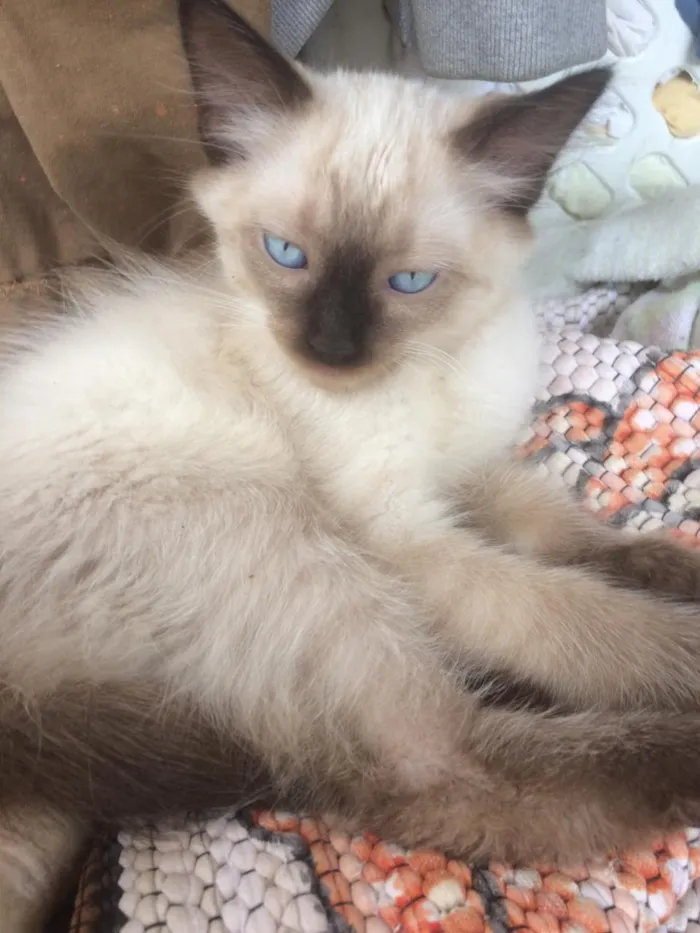 Gato ra a Siamês e outros idade 2 a 6 meses nome Nao tem 