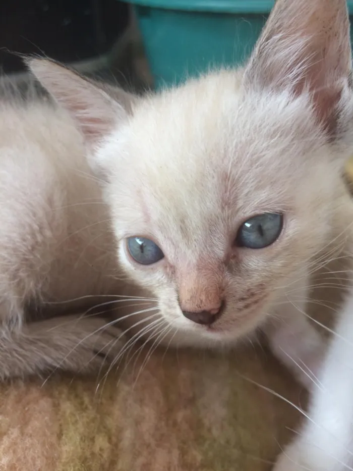 Gato ra a Siamês e outros idade 2 a 6 meses nome Nao tem 
