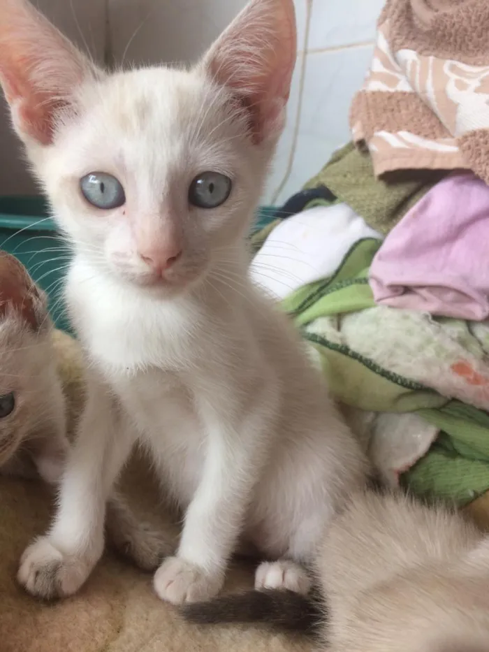 Gato ra a Siamês e outros idade 2 a 6 meses nome Nao tem 